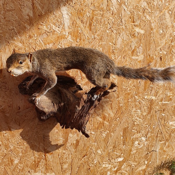 Amerikanisches Eichhörnchen