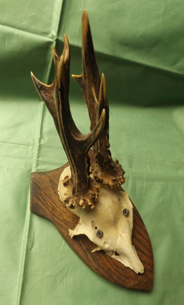 Rehbocktrophäe auf Brett, ungerader neuner