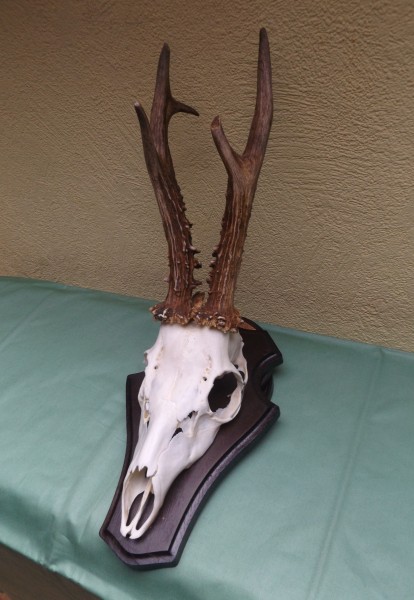 Rehbocktrophäe auf Brett, ungerader sechser