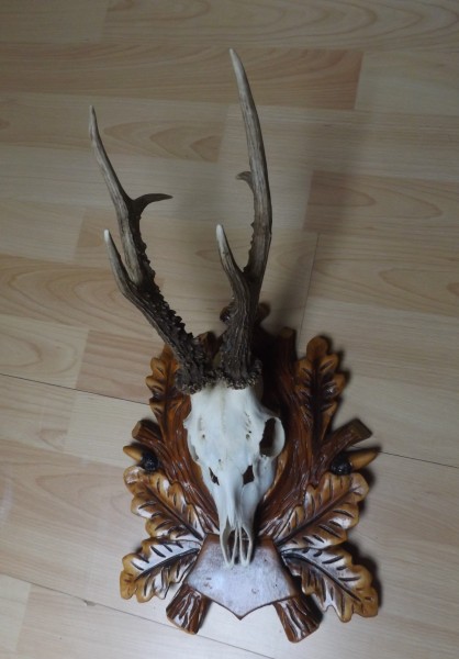 Rehbocktrophäe auf Brett, sechser