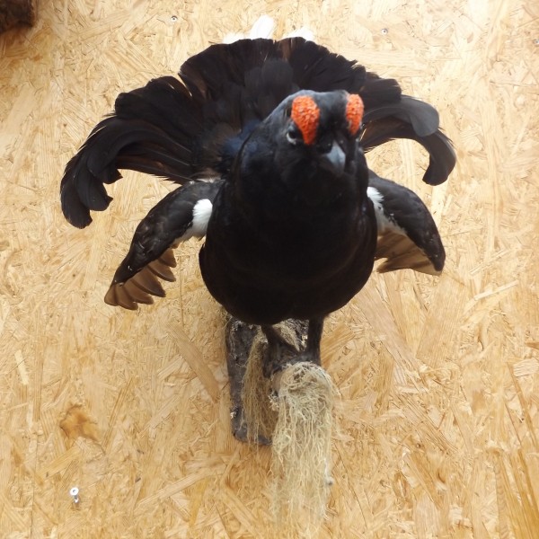 Birkhahn