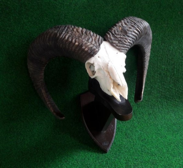 Muffeltrophäe