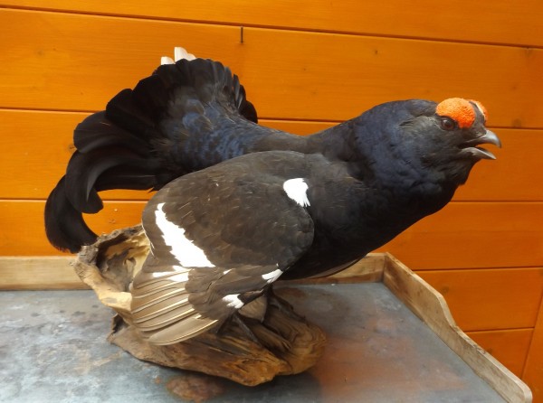 Birkhahn
