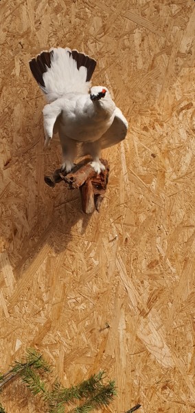 Schneehuhn