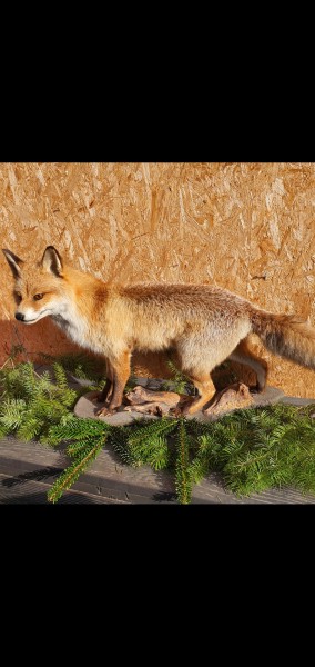 Jungfuchs laufend