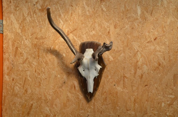 abnorme Rothirschtrophäe