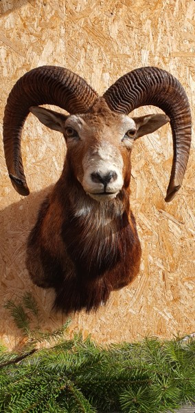 Mufflon KSP