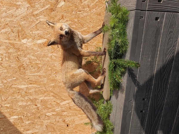 Jungfuchs laufend