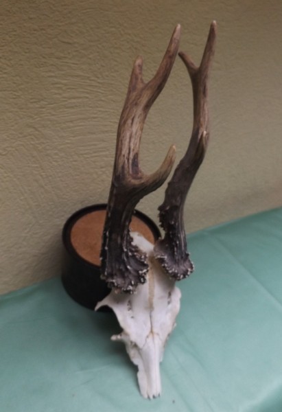 Rehbocktrophäe, sechser