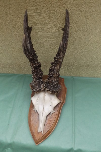 Rehbocktrophäe auf Brett, sechser