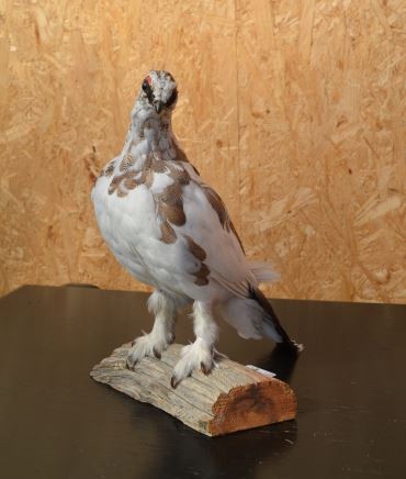 Moorhuhn