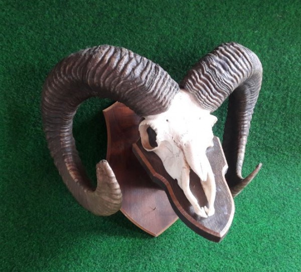 Muffeltrophäe Silberklasse