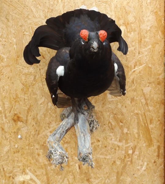 Birkhahn