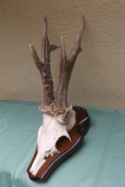 Rehbocktrophäe auf Brett, sechser
