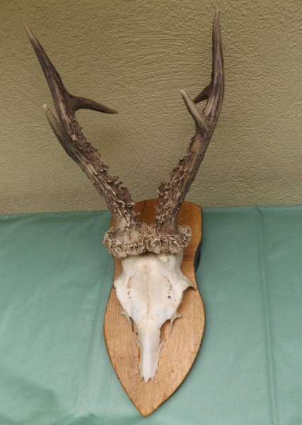 Rehbocktrophäe auf Brett, sechser