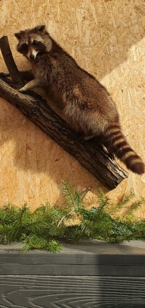 Waschbär