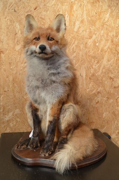 Fuchs