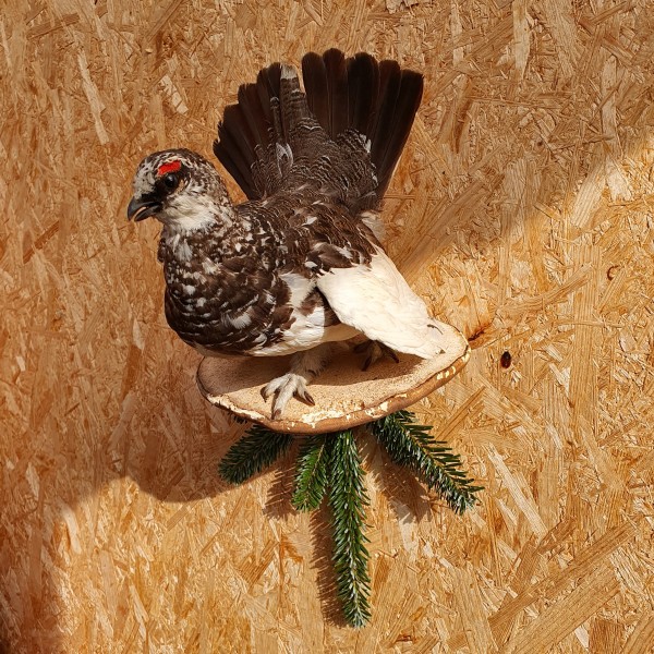 Moorhuhn